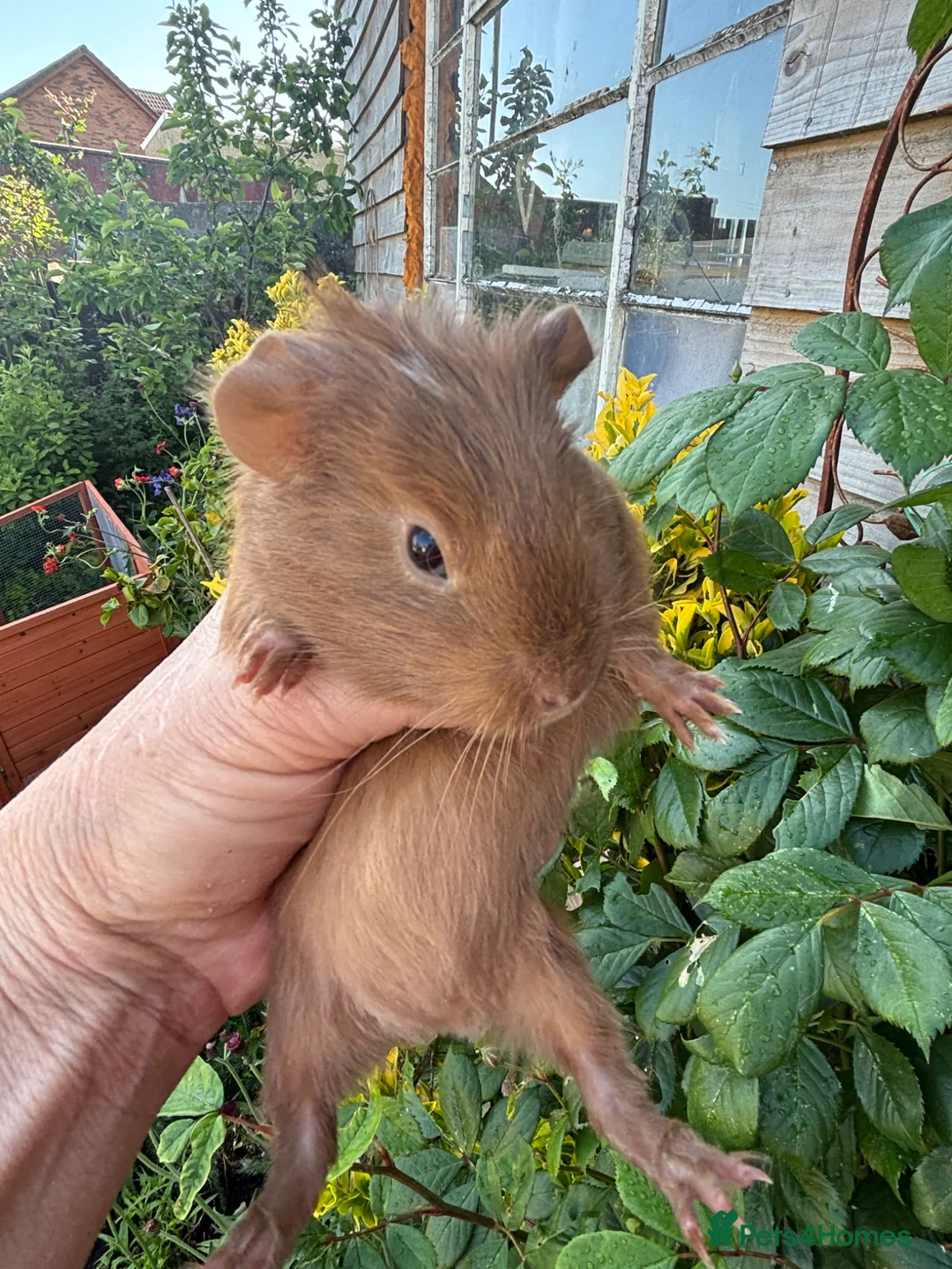Guinea Pig rodents for sale: Gorgeous baby Guinea pigs - Advert 5