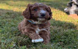 Cavapoo dogs for sale: Beautiful Cavapoo Puppies Ever! - Image 5