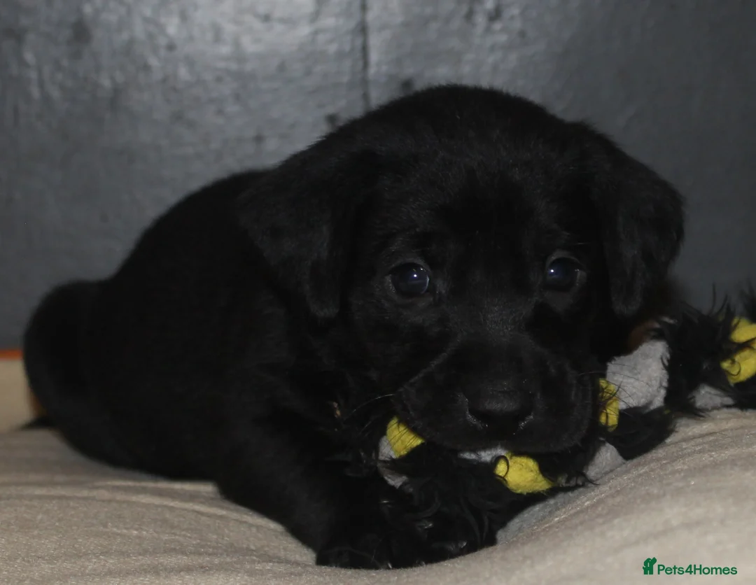 Labrador Retriever dogs for sale: Lovely, bold, beautiful puppies - Advert 4