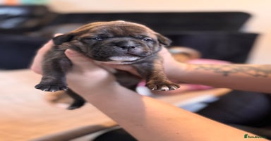 Staffordshire Bull Terrier dogs - Advert 8