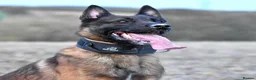 Mixed Breed dogs for sale: 🔥 PH1 BULLHERDERS BREEDING 🔥 - Advert 34