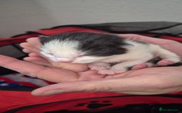 Mixed Breed cats for sale: Kittens for sale - Image 19