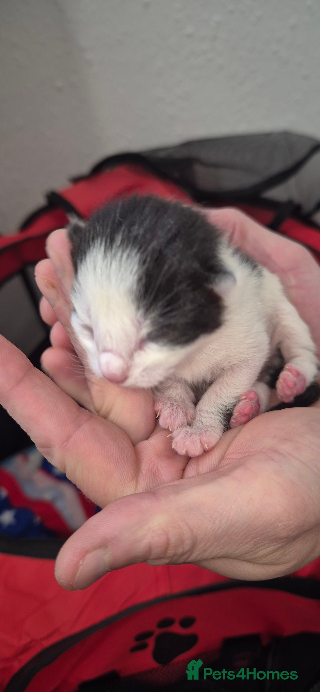 Mixed Breed cats for sale: Kittens for sale - Image 19