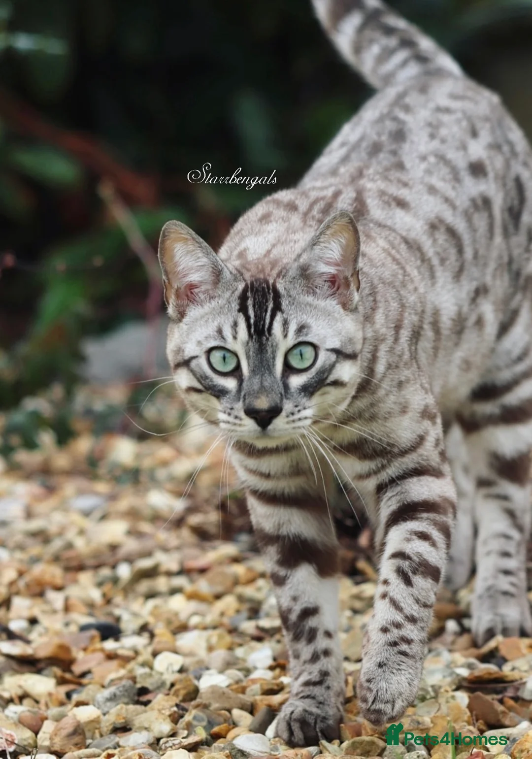 Bengal cats for sale: 🌟pedigree bengal kittens🌟 - Advert 10