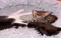 Bengal cats for sale: 4 Beautifully mixed Bengal and British shorthair  - Image 9