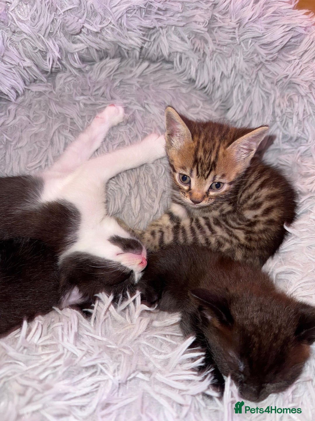 Bengal cats for sale: 4 Beautifully mixed Bengal and British shorthair  - Image 9