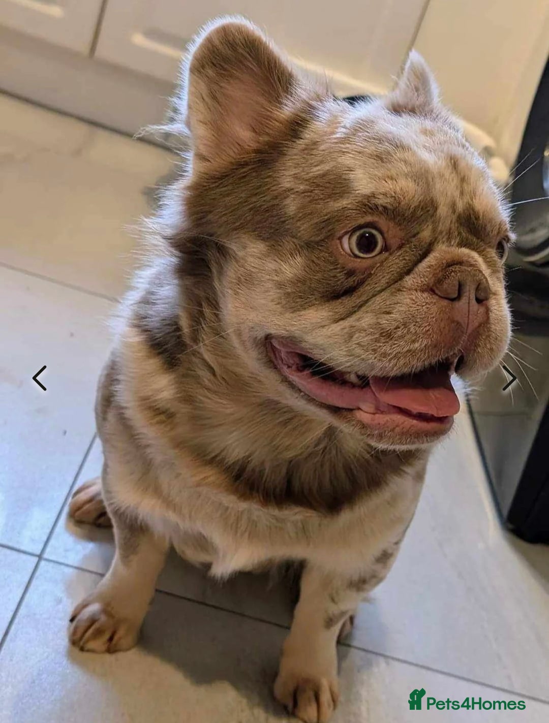 French Bulldog dogs for sale: 🐾Ready now 🔥Fluffy French bulldogs🔥🐾 in Rotherham - Image 5