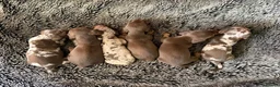 Miniature Dachshund dogs for sale: KC Reg Health Tested Miniature Daschaund  - Advert 6