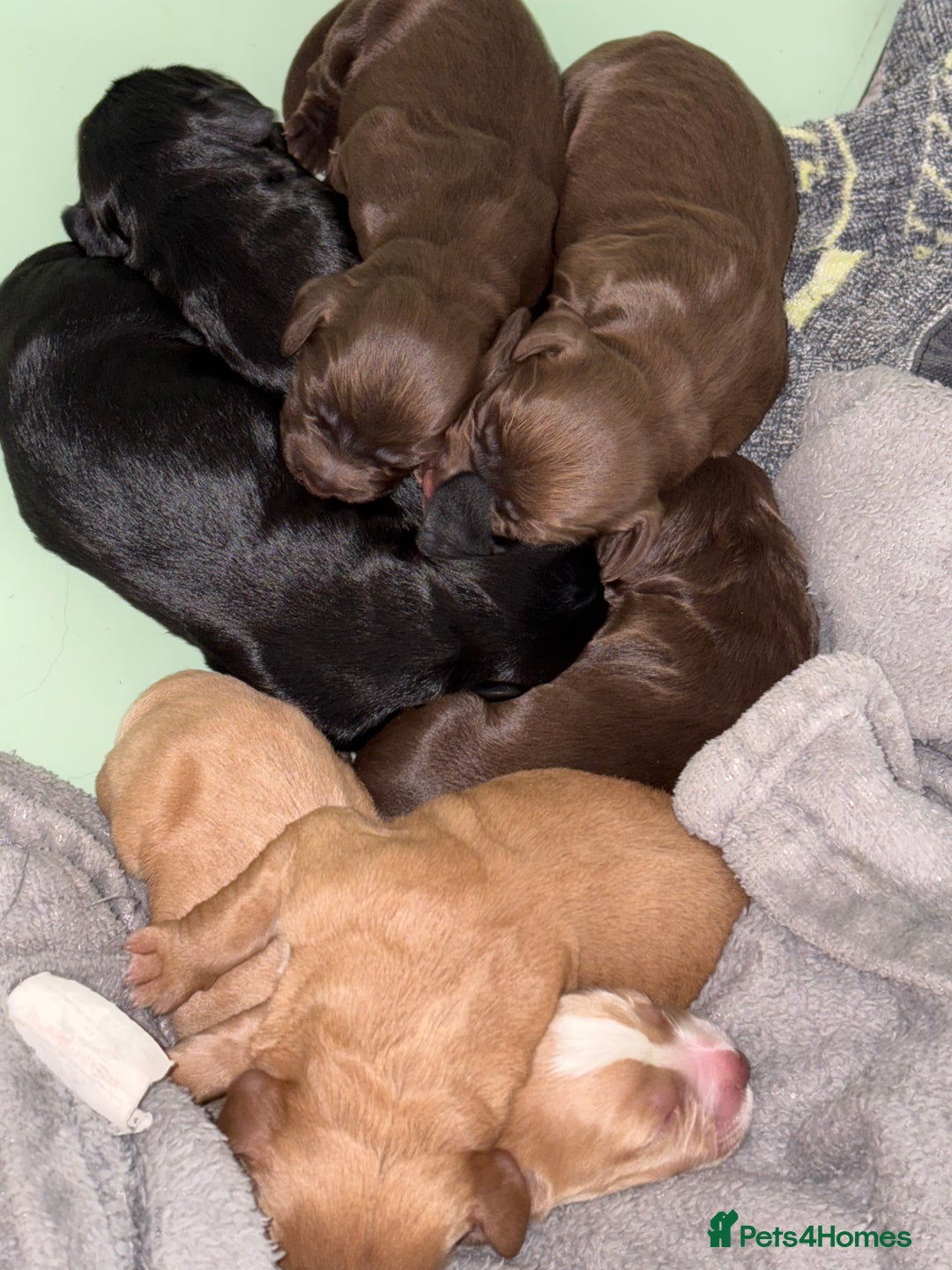 Cocker Spaniel dogs for sale: Cocker spaniel puppies - Image 11