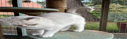 British Shorthair cats for sale: Beautiful Silver Tipped British Shorthair Female  - Advert 3