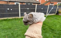 Chinchilla rodents for sale: Males and female chinchillas.  - Advert 5