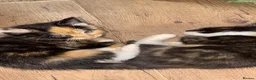 Mixed Breed cats for sale: Velvet kisses  - Advert 13