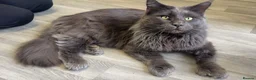 Maine Coon cats for sale: Beautiful boy for sale in Portsmouth - Advert 8