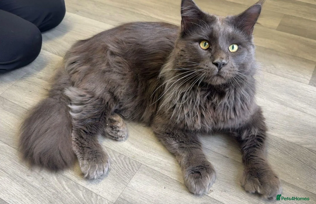 Maine Coon cats for sale: Beautiful boy for sale in Portsmouth - Advert 8