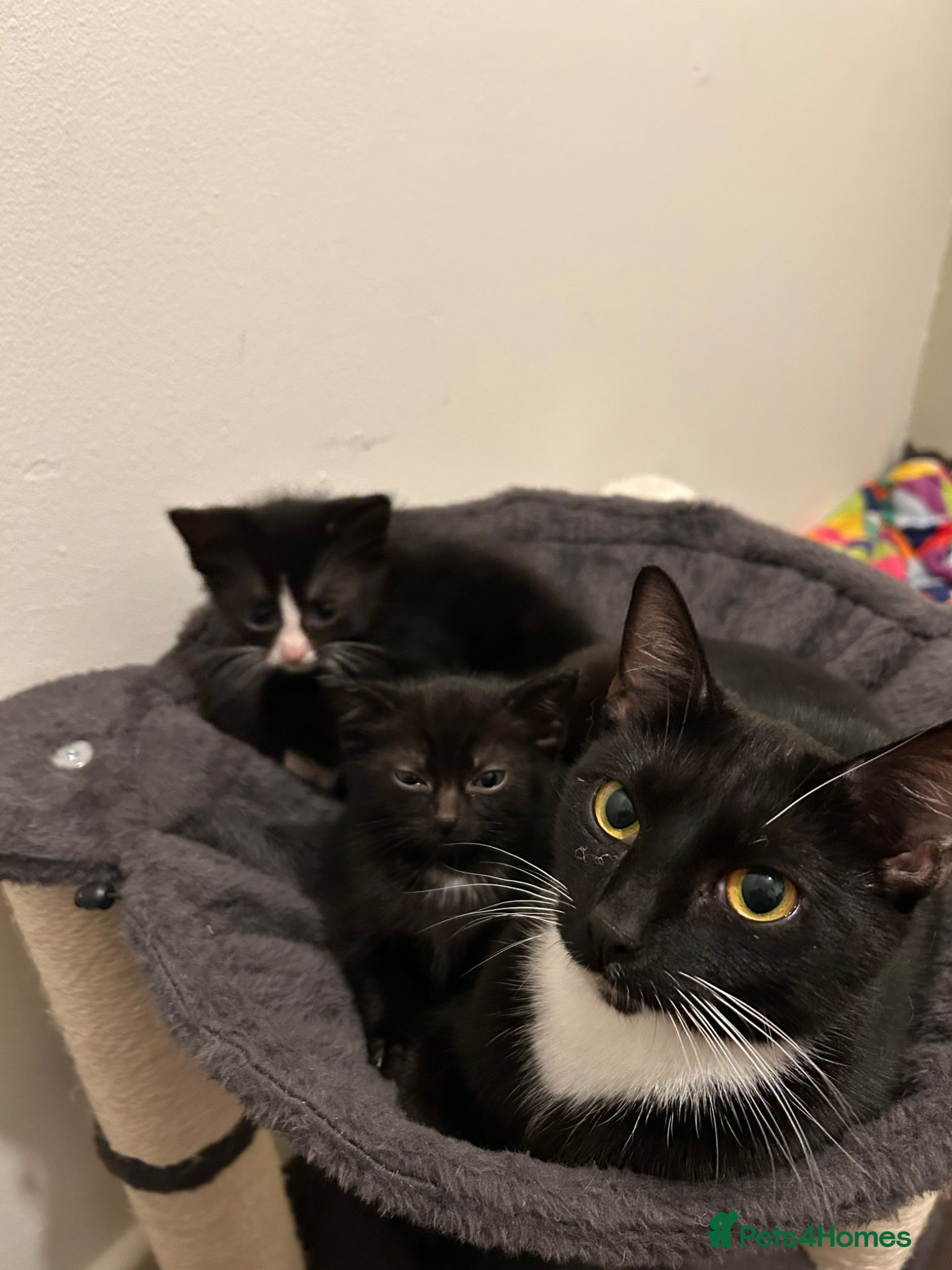 Mixed Breed cats 4 Gorgeous kittens - Advert 10