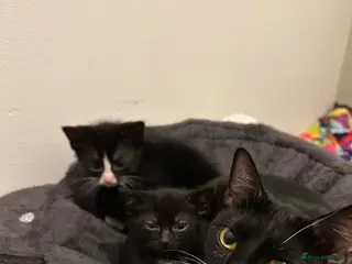 Mixed Breed cats 4 Gorgeous kittens - Advert 1
