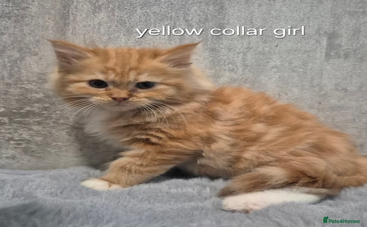 Maine Coon cats - Advert 3