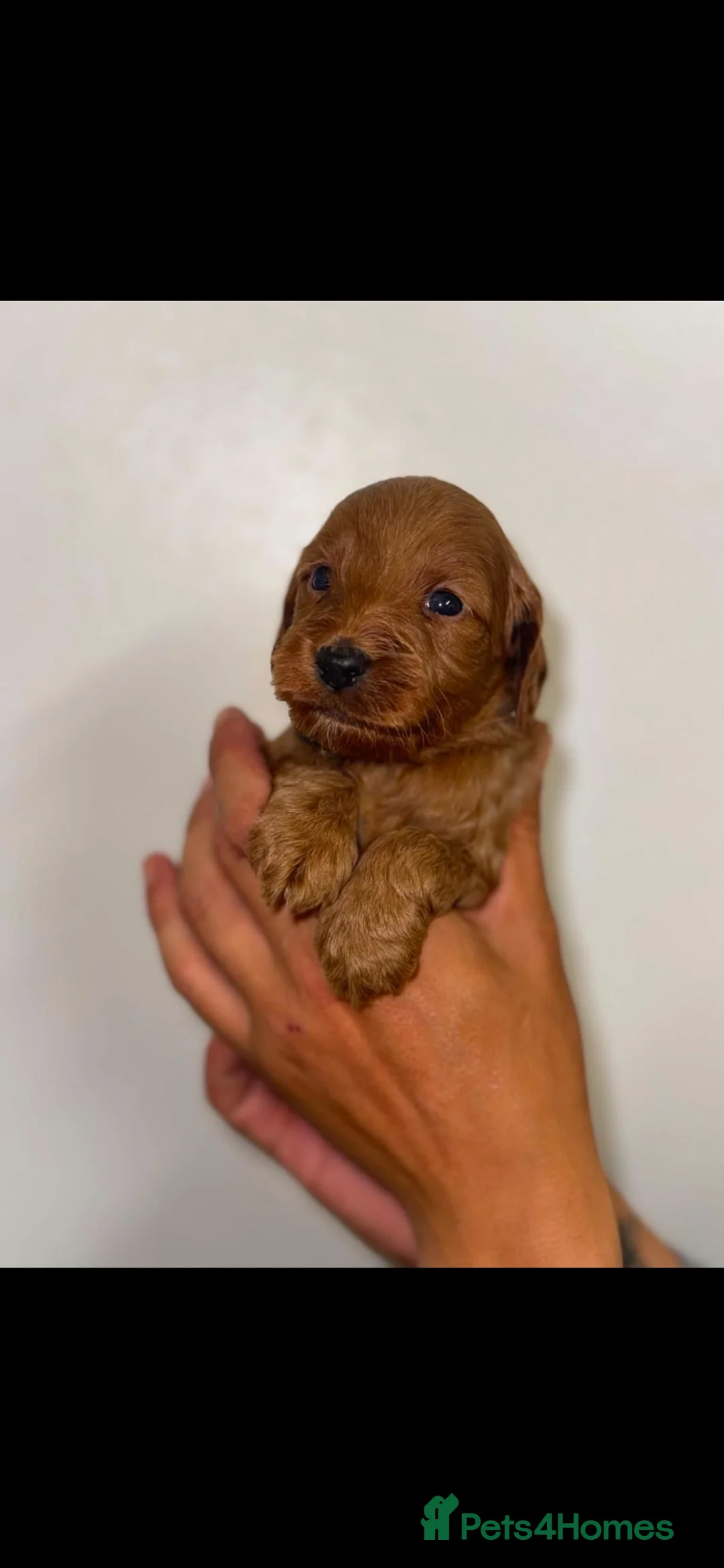 Cockapoo dogs for sale: Cockapoos 🏡🩷🩵 in Houghton le Spring - Advert 2