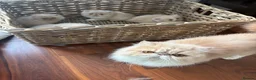 Persian cats for sale: Beautiful Persian kittens - Advert 4