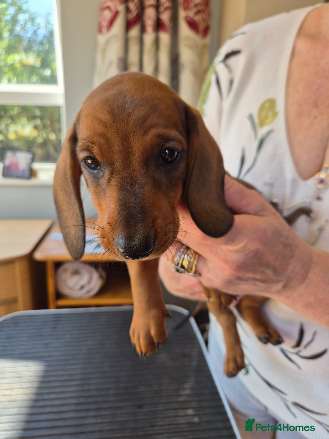 Dachshund dogs for sale: Stunning standard smooth haired dachshunds - Image 7