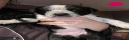 Border Collie dogs for sale: 6 Stunning Border Collie Pups - Advert 6