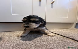 Cockapoo dogs for sale: 2 Beautiful Cockapoos! - Advert 5