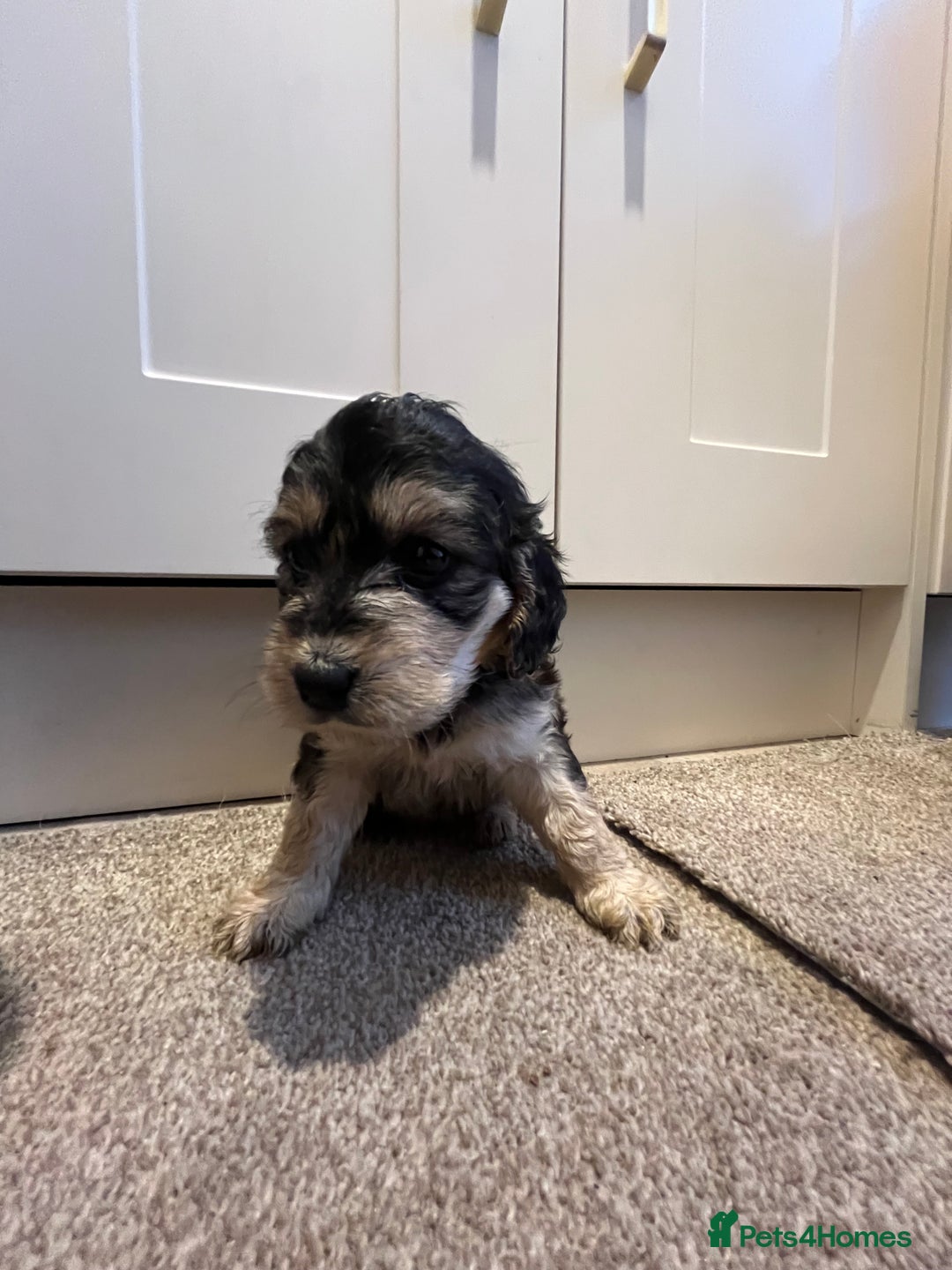 Cockapoo dogs for sale: 2 Beautiful Cockapoos! - Advert 5