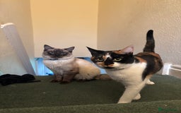 Domestic Shorthair cats for sale: Ragdoll/domestic short hair boys ready now - Image 8