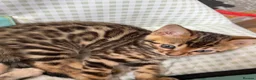 Bengal cats for sale: BEAUTIFUL BABY BENGALS FOR SALE  - Advert 35