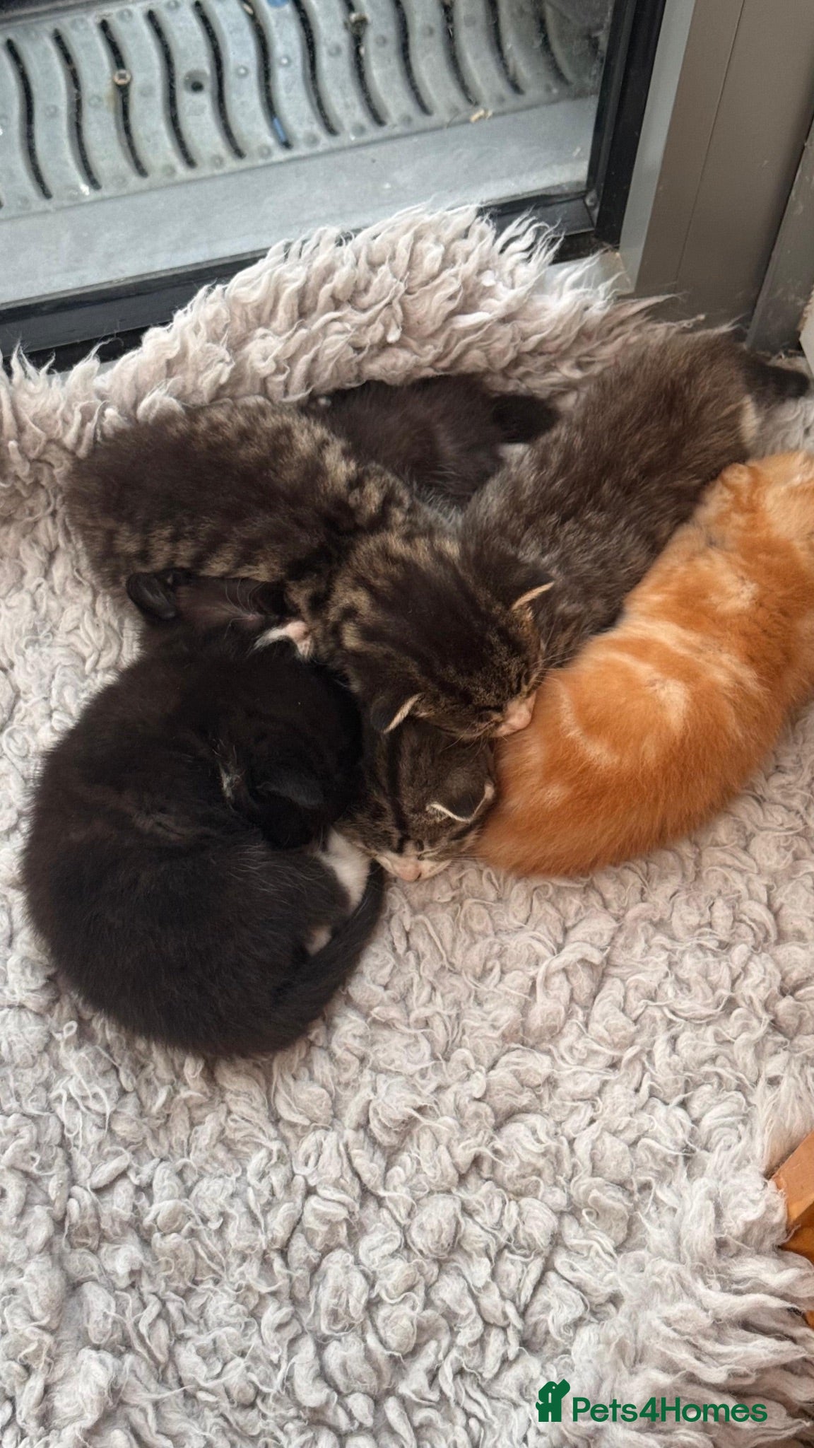 British Shorthair cats Kittens – Domestic Shorthair - Advert 2