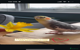 Cockatiels birds for sale: Sweet 10 year old cockatiel rehoming. - Advert 5