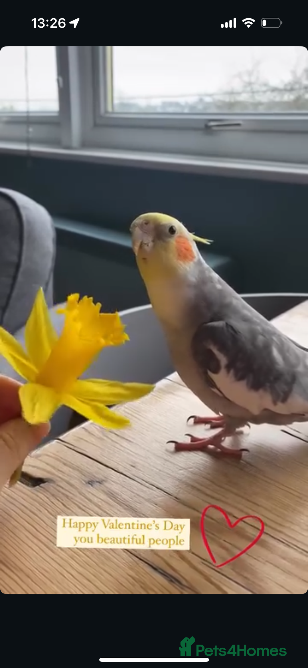 Cockatiels birds for sale: Sweet 10 year old cockatiel rehoming. - Advert 5