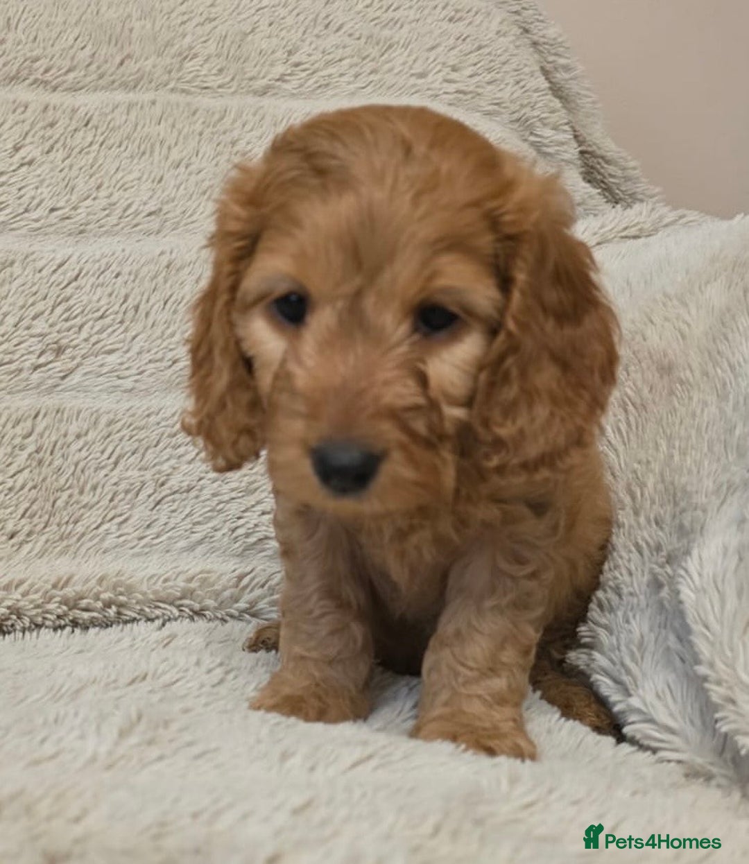 Cockapoo dogs for sale: Beautiful f1 cockapoo puppies 4 boys and 4 girls - Advert 8