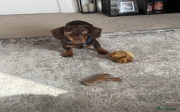 Miniature Dachshund dogs for sale: Male Miniature Dachshund  - Image 3