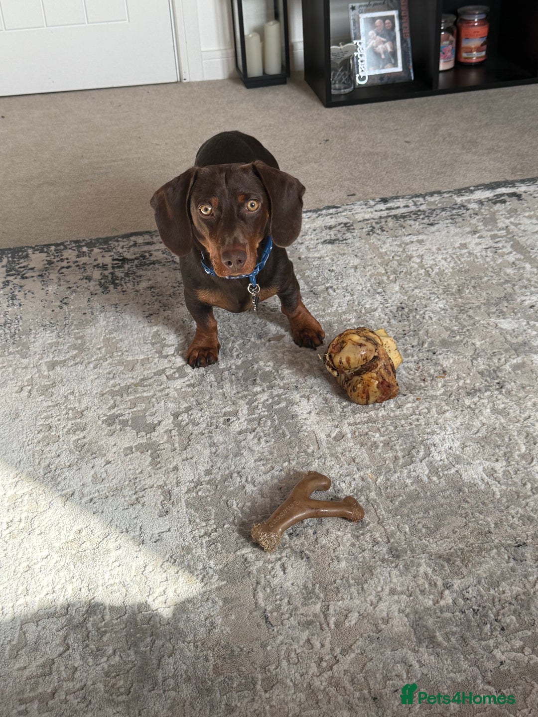 Miniature Dachshund dogs for sale: Male Miniature Dachshund  - Image 3