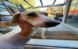 Mixed Breed dogs for adoption:  🧡 Cheeky Becca is Ready for her forever home!  - Image 9