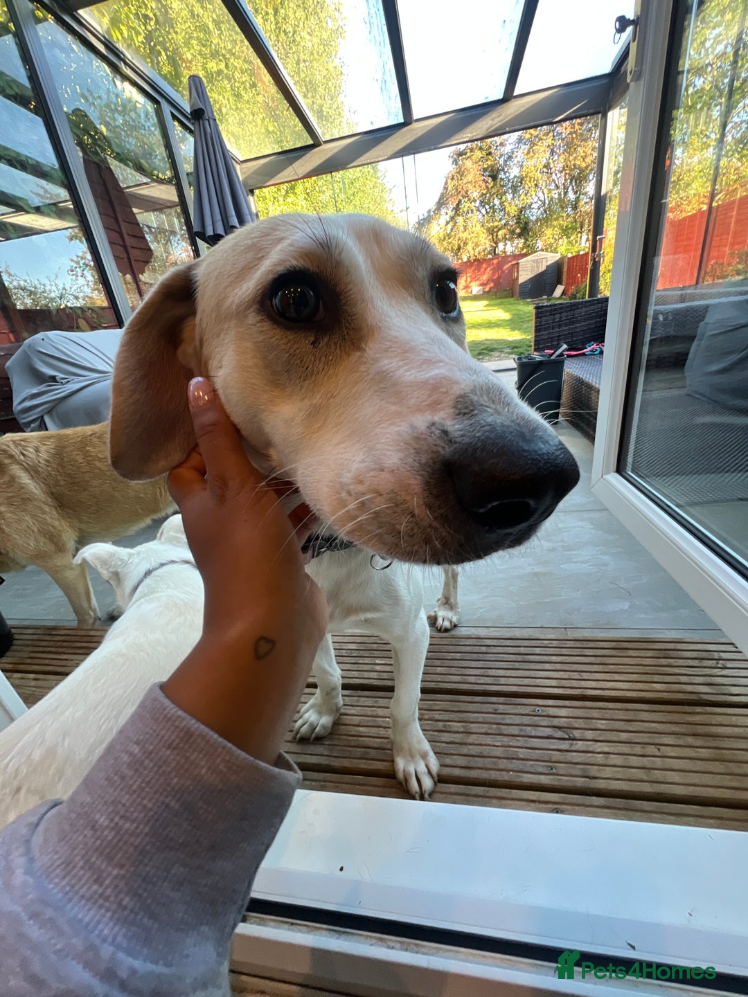 Mixed Breed dogs for adoption:  🧡 Cheeky Becca is Ready for her forever home!  - Image 9