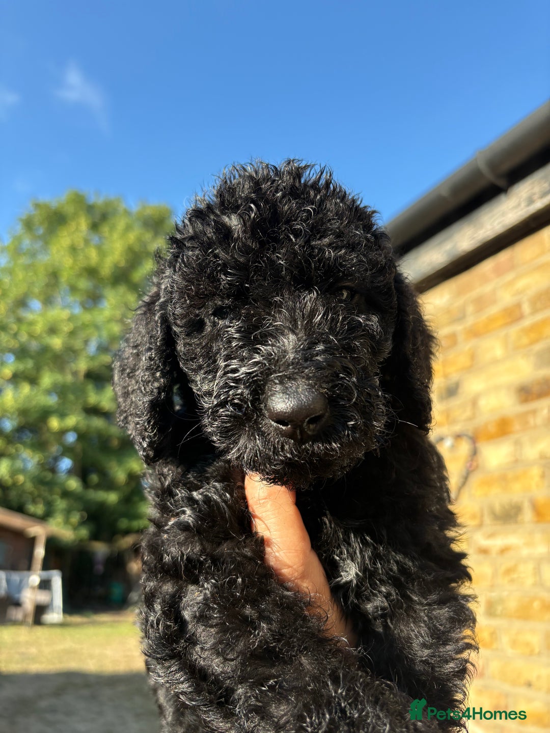 Labradoodle dogs for sale: F1B Labradoodles: available from Aug 2nd. in Uxbridge - Image 9