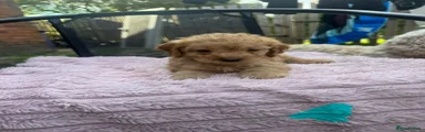Cockapoo 3