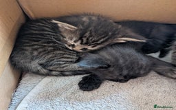 Domestic Shorthair cats for sale: Tabby and black kittens  - Image 3