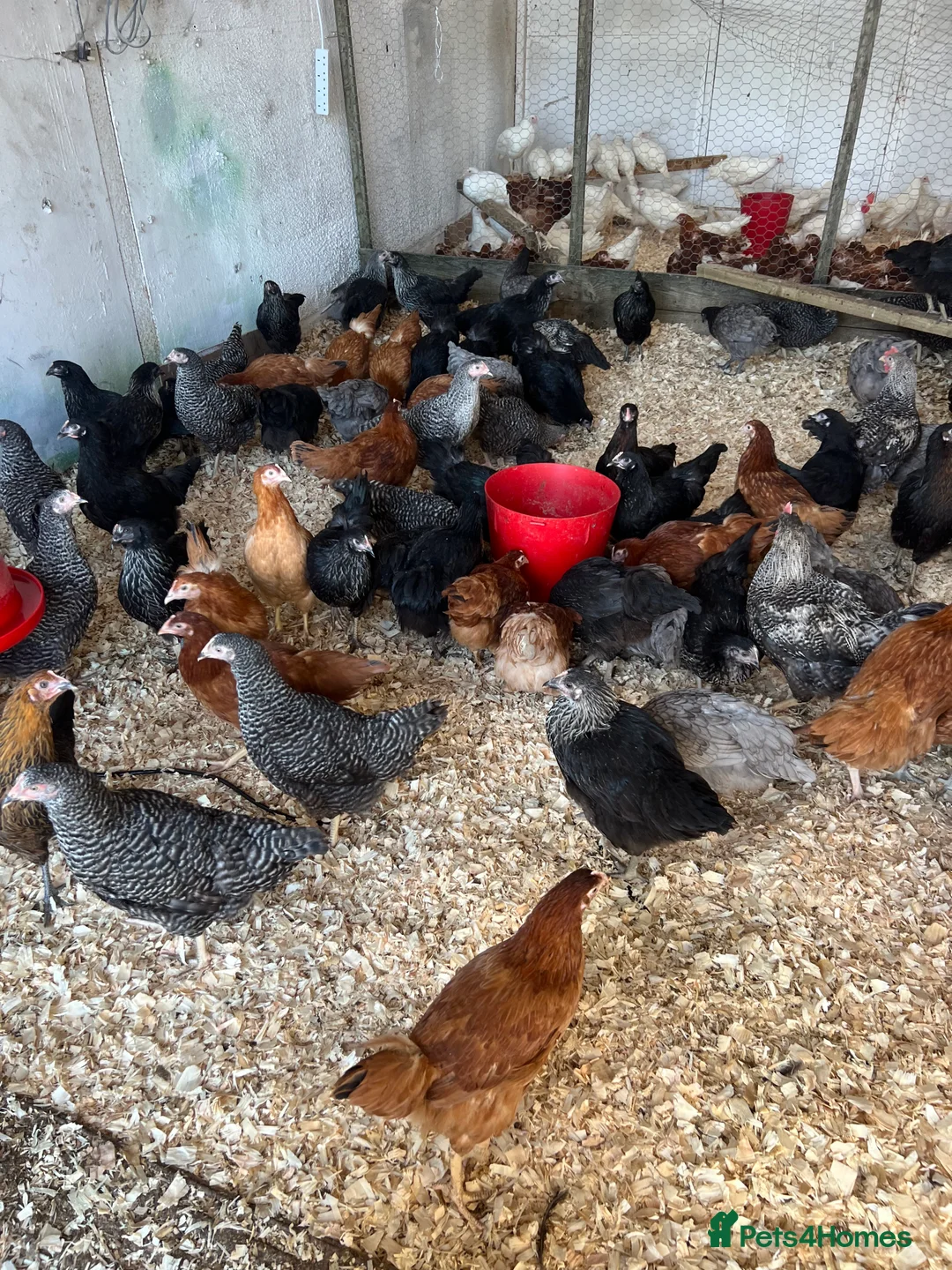 Chickens poultry for sale: Coloured hybrid pol hens for sale - Advert 3