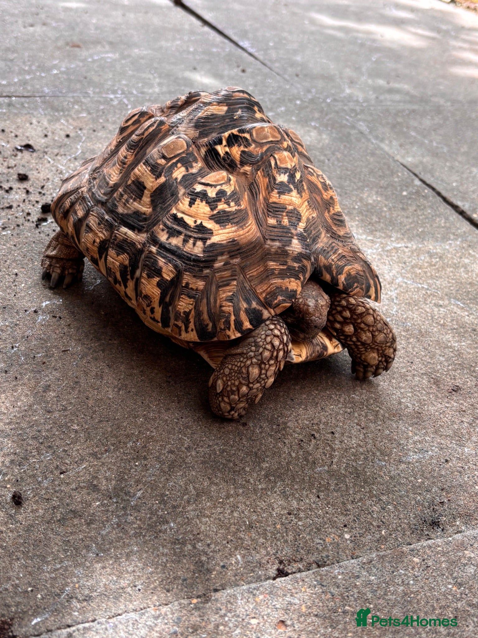 Tortoise reptiles Female leopard tortoise  - Advert 3