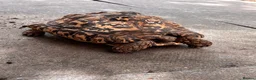 Tortoise reptiles for sale: Female leopard tortoise  - Advert 1