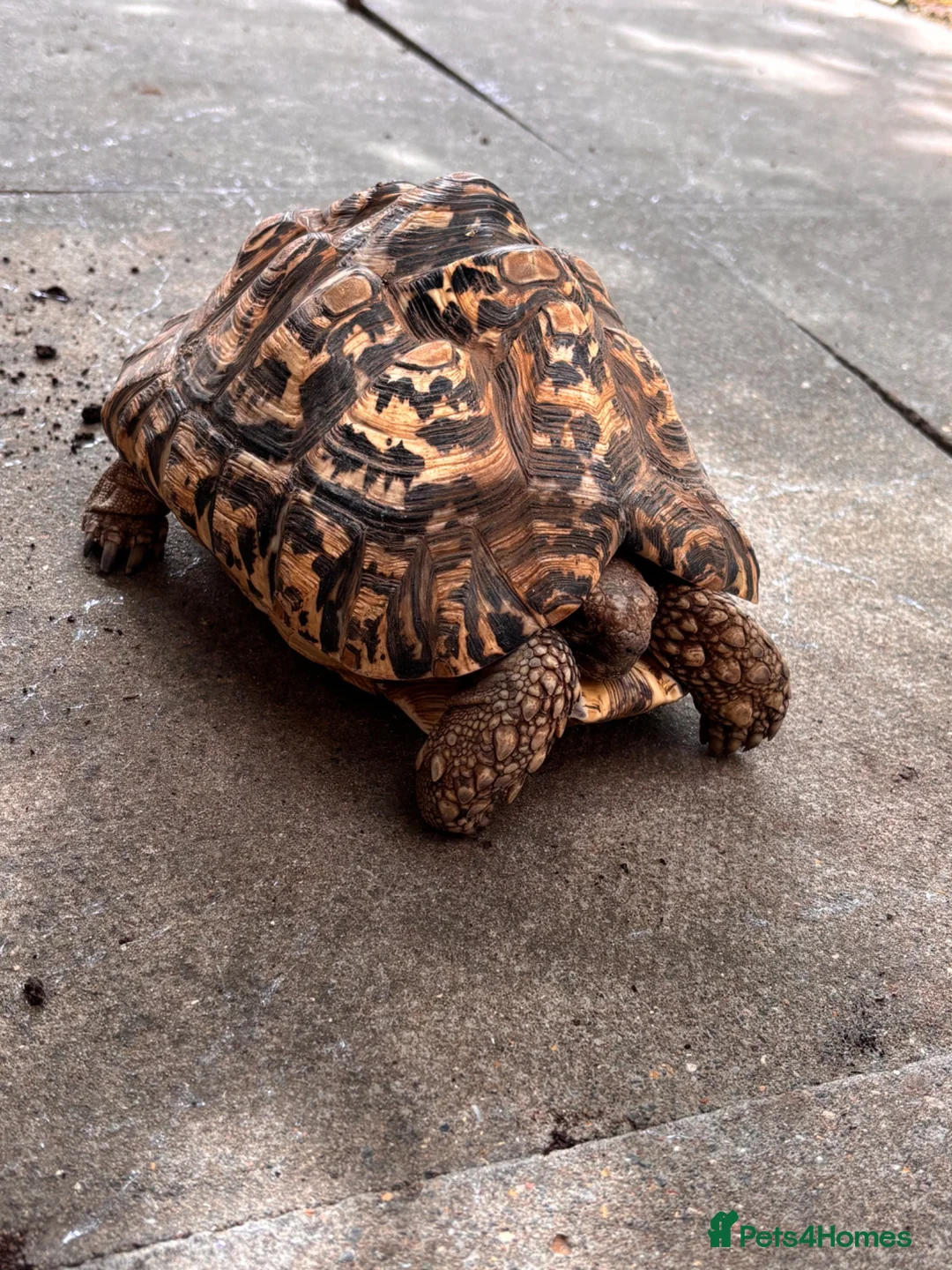 Tortoise reptiles for sale: Female leopard tortoise  - Advert 1