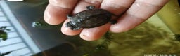 Turtle reptiles for sale: baby turtles  - Advert 4