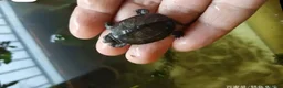 Turtle reptiles for sale: baby turtles  - Advert 4