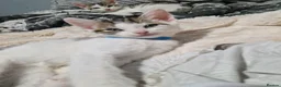 Mixed Breed cats for sale: Beautiful kittens ready for their forever homes - Advert 7