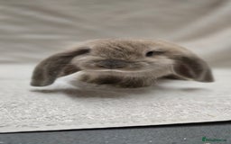 French Lop rabbits for sale: Beautiful French Lop Bunnies - Image 15