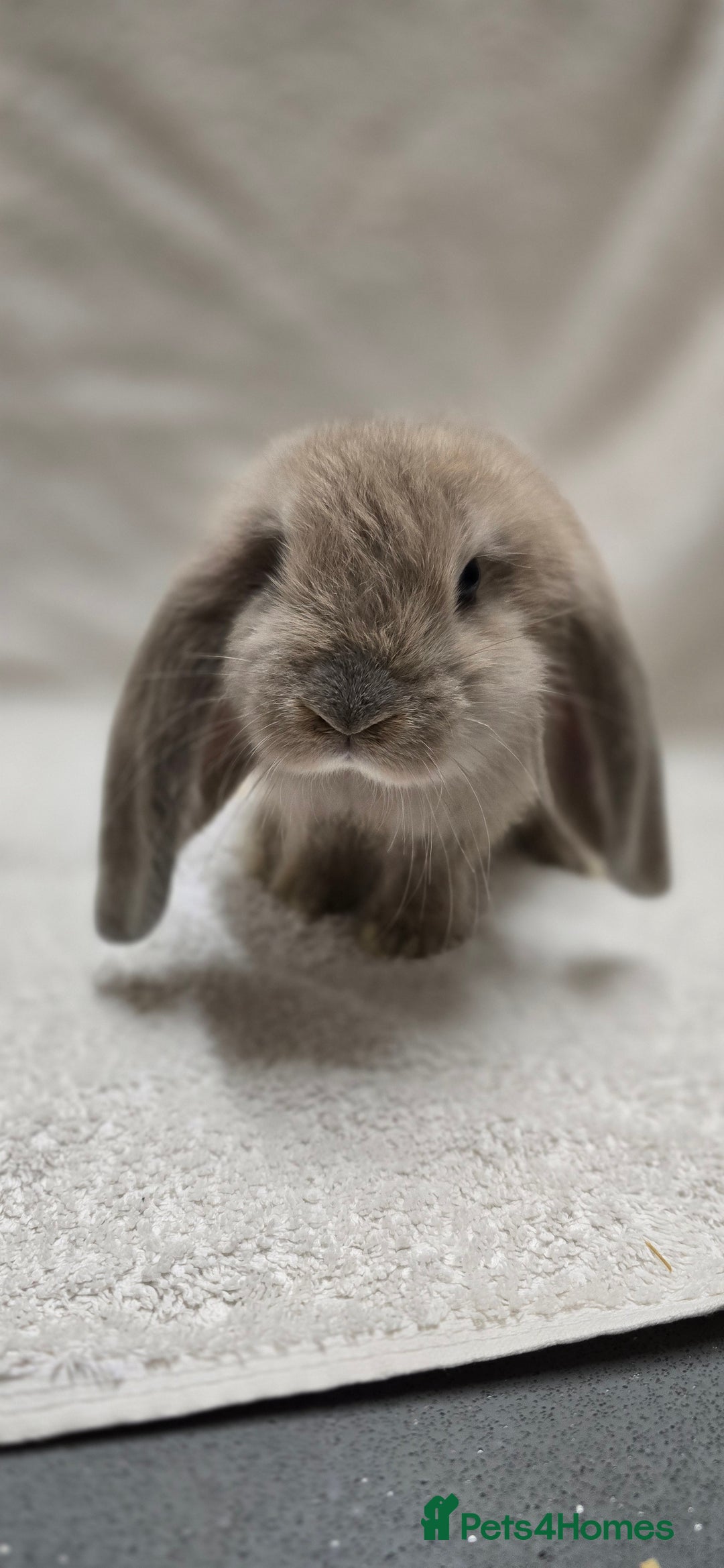 French Lop rabbits for sale: Beautiful French Lop Bunnies - Image 15