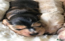Cocker Spaniel dogs for sale: Show Type Health Tested, KC Reg puppies  - Image 23